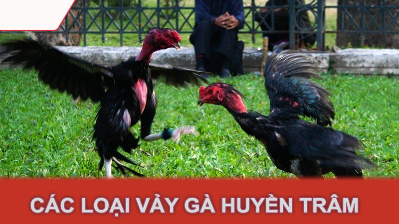 Các loại vảy gà huyền trâm