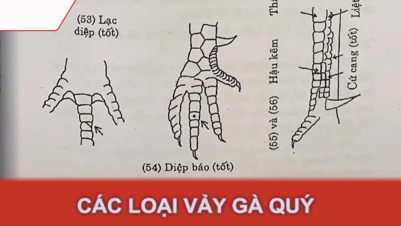 Các loại vảy gà quý