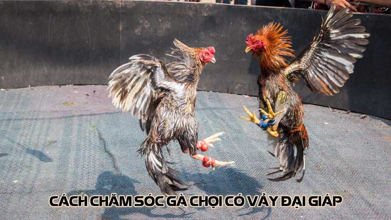 Cách chăm sóc gà chọi có vảy đại giáp