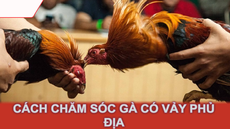 Cách chăm sóc gà có vảy phủ địa