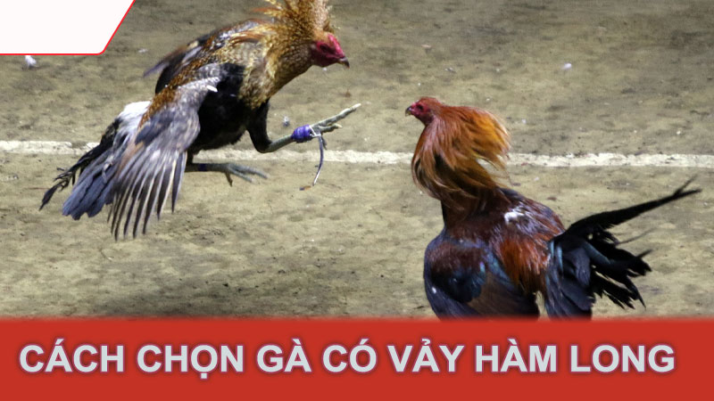 Cách chọn gà có vảy hàm long