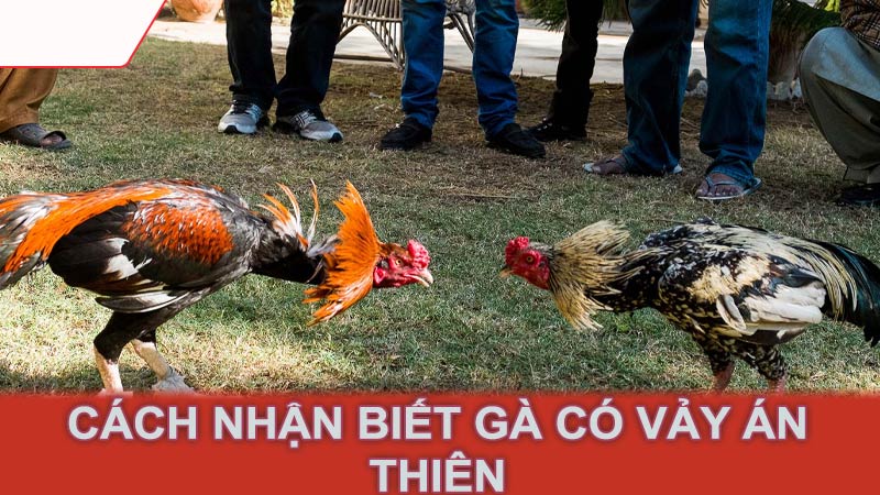 Cách nhận biết gà có vảy án thiên