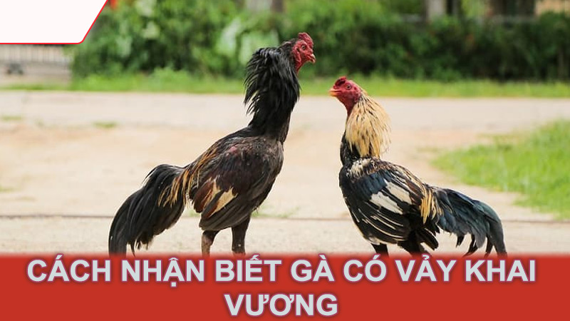 Cách nhận biết gà có vảy khai vương