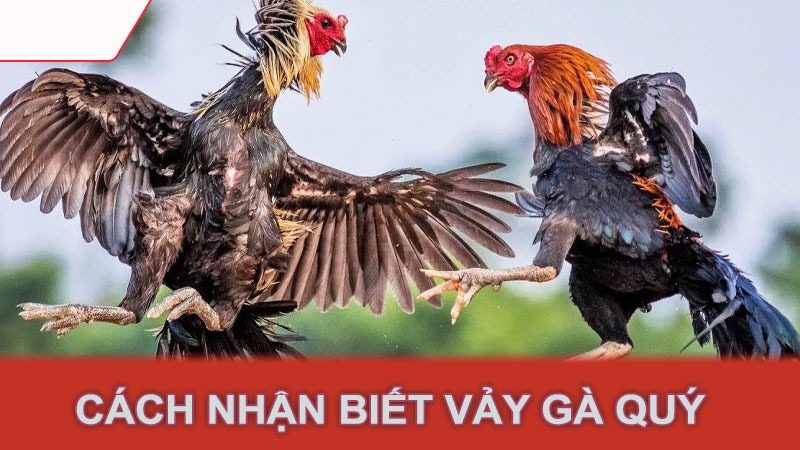 Cách nhận biết vảy gà quý