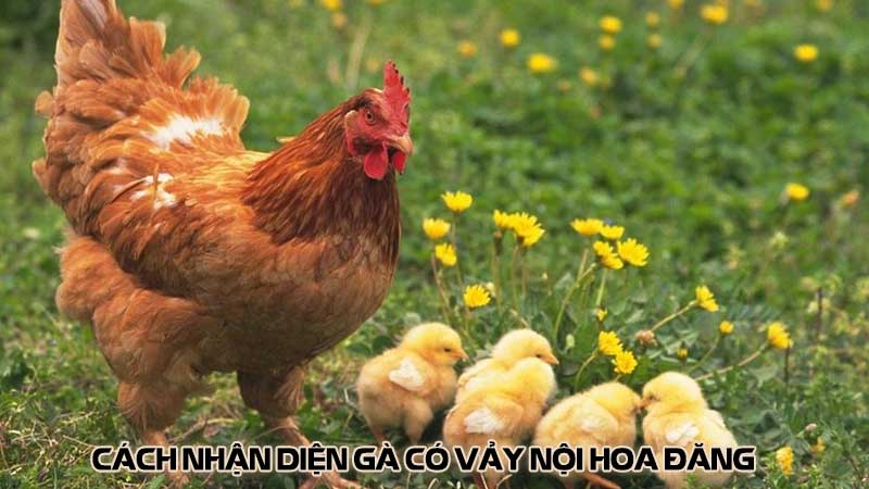 Cách nhận diện gà có vảy nội hoa đăng