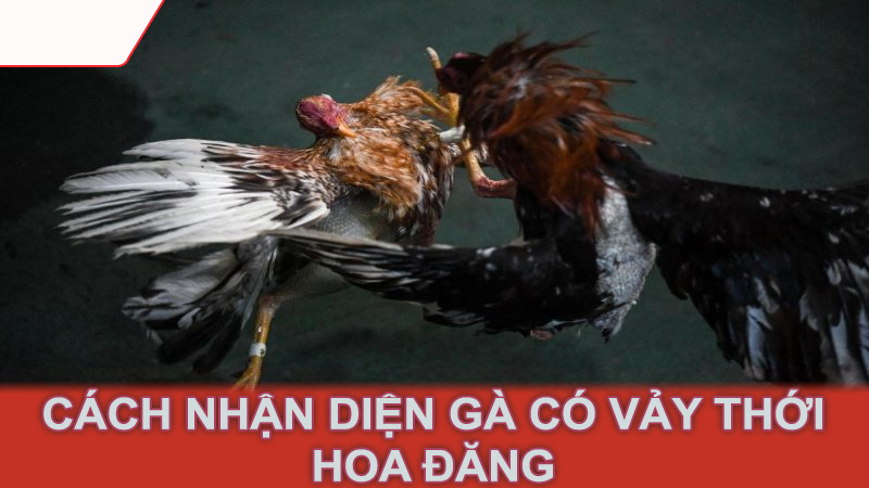 Cách nhận diện gà có vảy thới hoa đăng