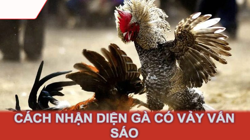 Cách nhận diện gà có vảy vấn sáo