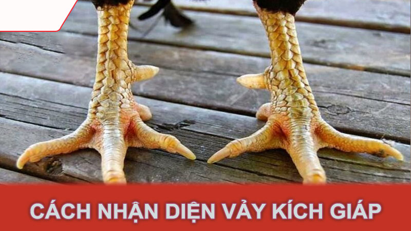 Cách nhận diện vảy kích giáp