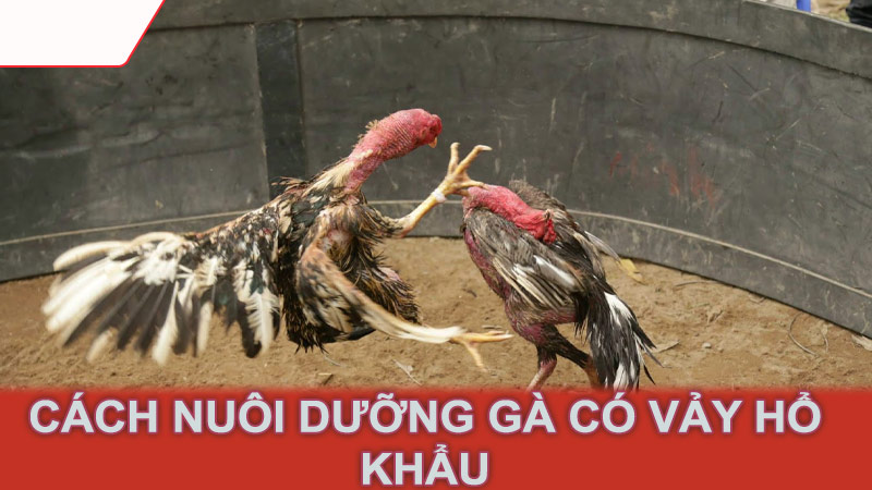 Cách nuôi dưỡng gà có vảy hổ khẩu