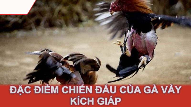 Đặc điểm chiến đấu của gà vảy kích giáp