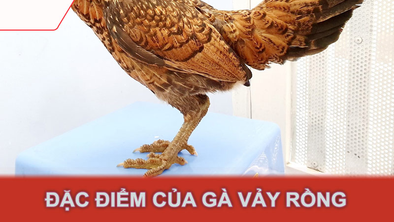 Đặc điểm của gà vảy rồng