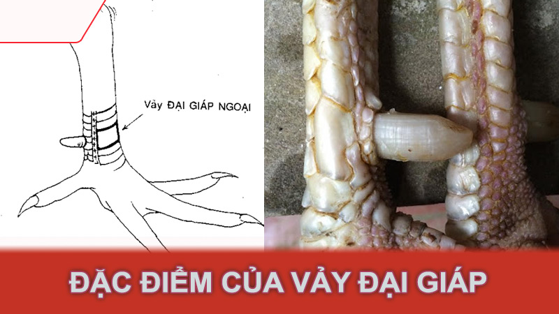 Đặc điểm của vảy đại giáp