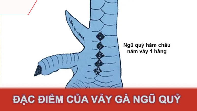 Đặc điểm của vảy gà ngũ quỷ