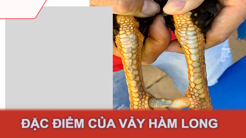 Đặc điểm của vảy hàm long