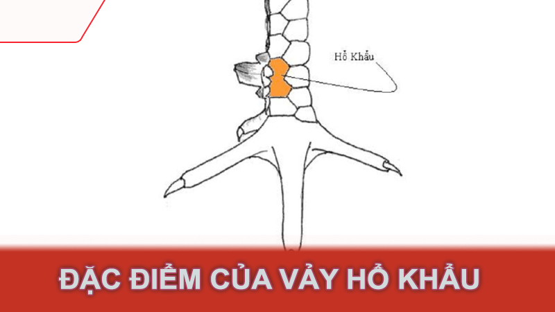 Đặc điểm của vảy hổ khẩu