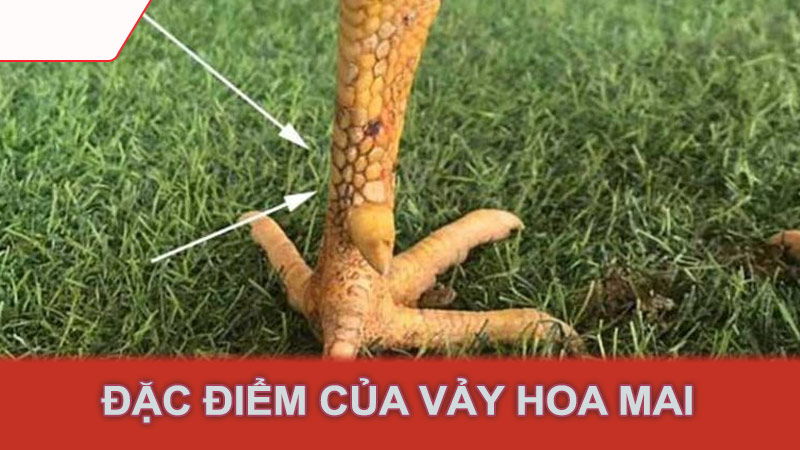 Đặc điểm của vảy hoa mai