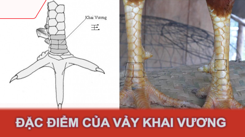 Đặc điểm của vảy khai vương