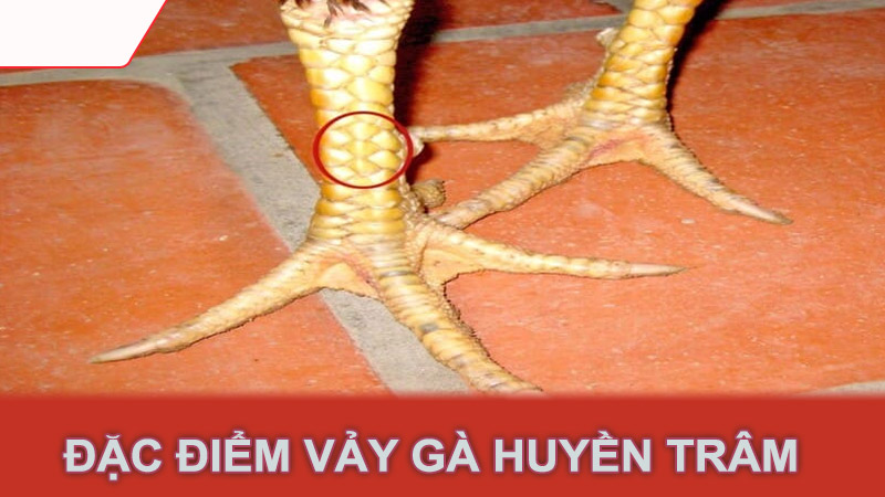 Đặc điểm vảy gà huyền trâm