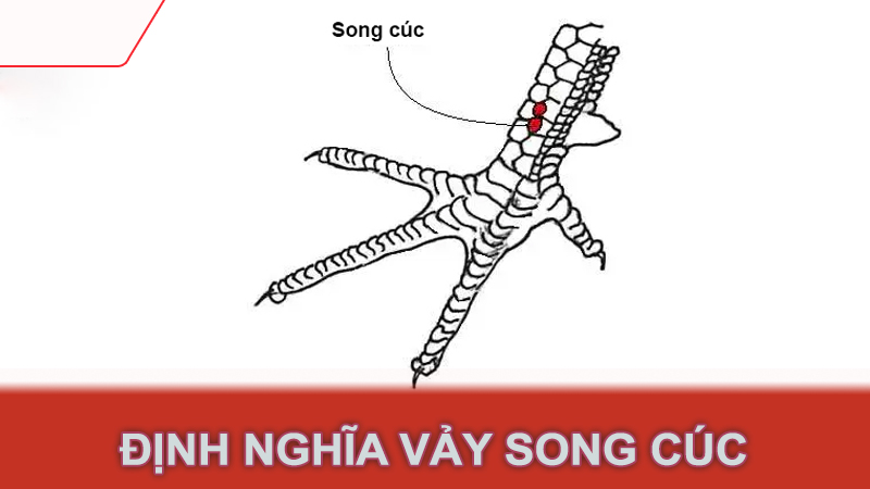 Định nghĩa vảy song cúc