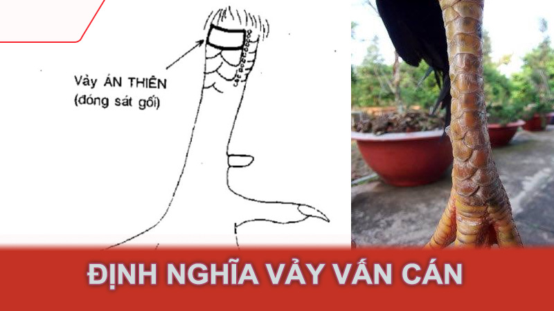 Định nghĩa vảy vấn cán