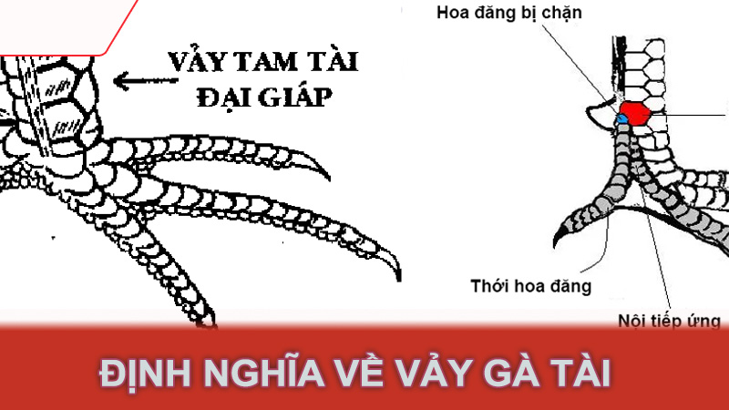 Định nghĩa về vảy gà tài