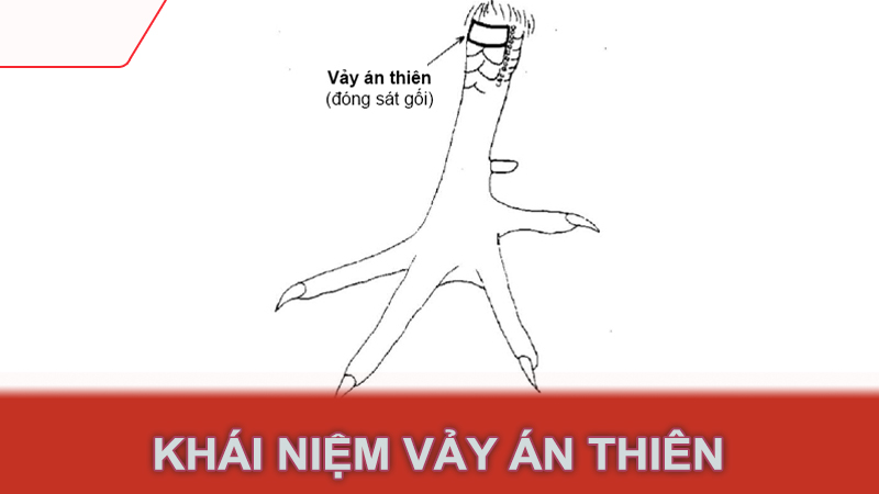 Khái niệm vảy án thiên