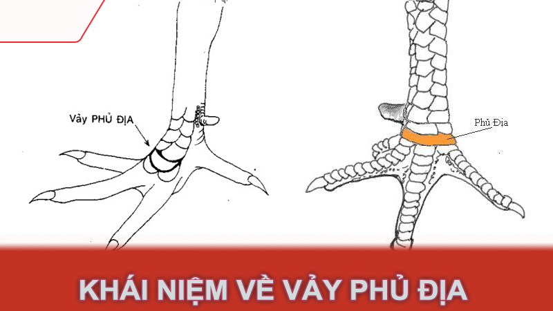 Khái niệm về vảy phủ địa