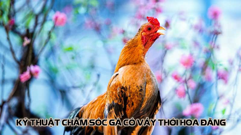 Kỹ thuật chăm sóc gà có vảy thới hoa đăng