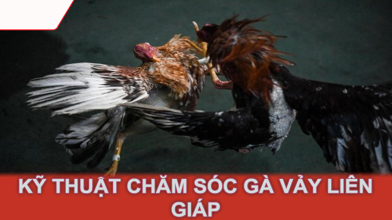 Kỹ thuật chăm sóc gà vảy liên giáp