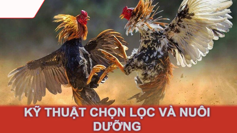 Kỹ thuật chọn lọc và nuôi dưỡng