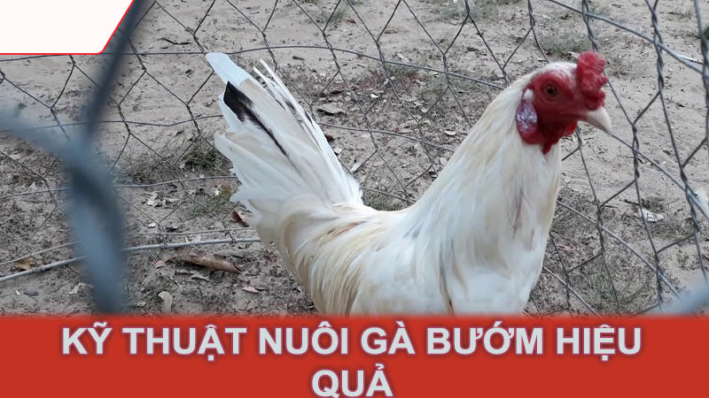 Kỹ thuật nuôi gà bướm hiệu quả