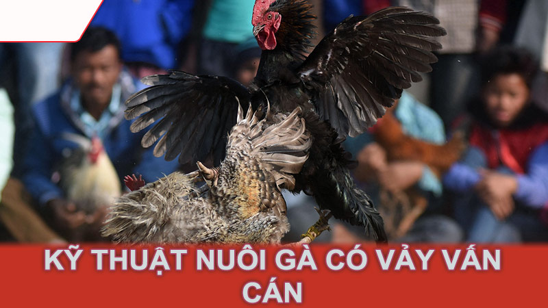 Kỹ thuật nuôi gà có vảy vấn cán