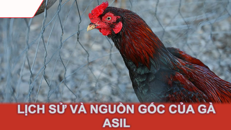 Lịch sử và nguồn gốc của gà Asil