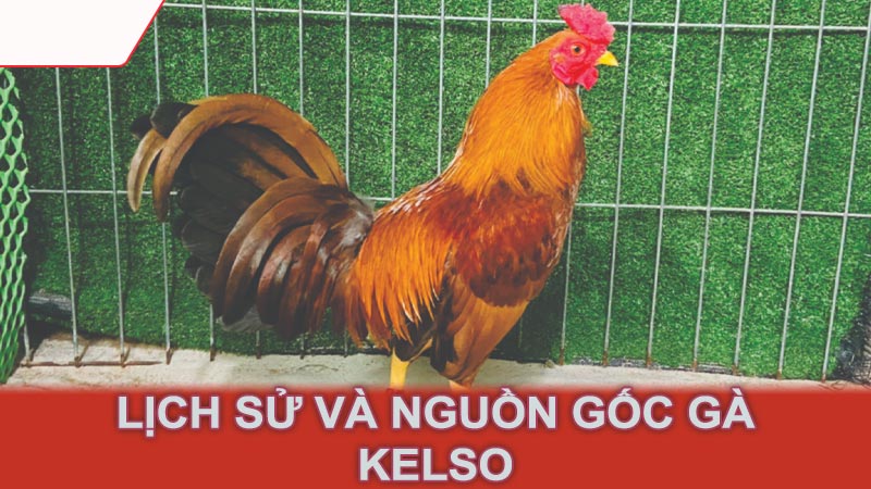 Lịch sử và nguồn gốc gà Kelso