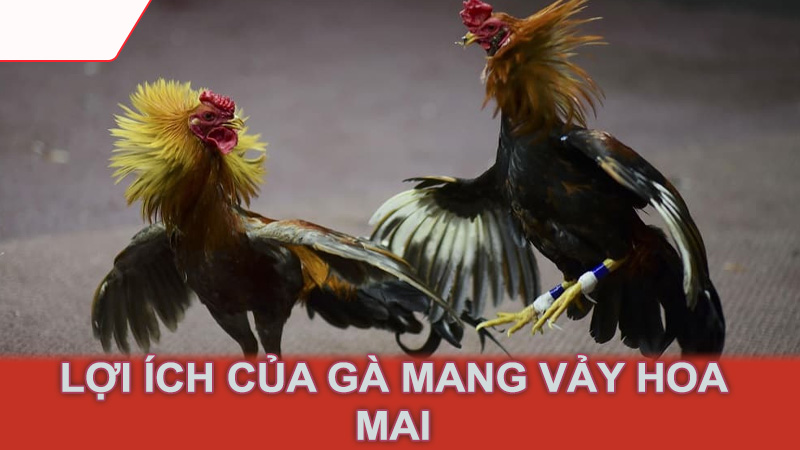 Lợi ích của gà mang vảy hoa mai