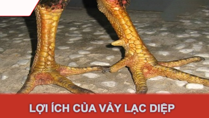 Lợi ích của vảy lạc diệp