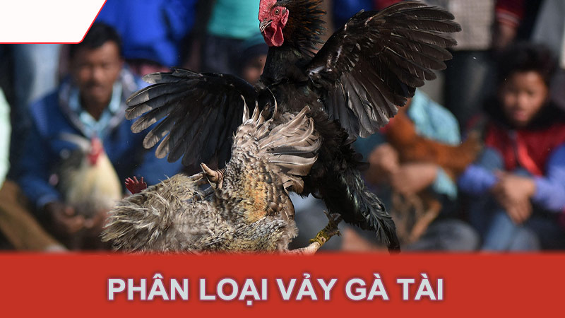 Phân loại vảy gà tài