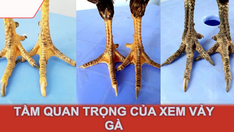 Tầm quan trọng của xem vảy gà