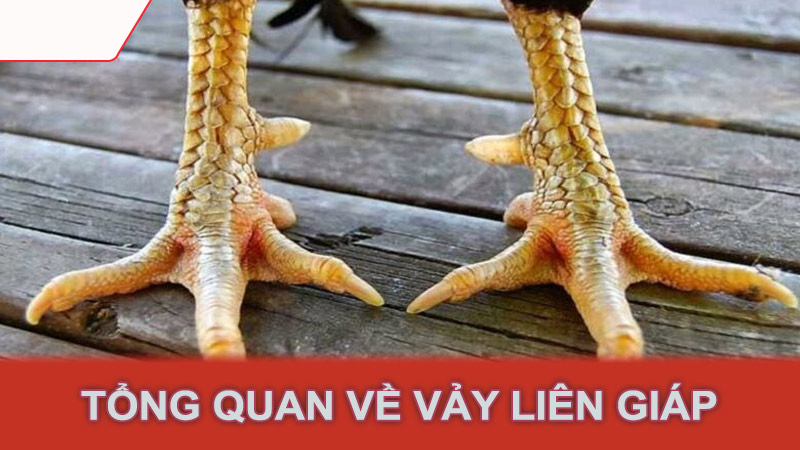 Tổng quan về vảy liên giáp