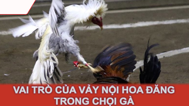 Vai trò của vảy nội hoa đăng trong chọi gà