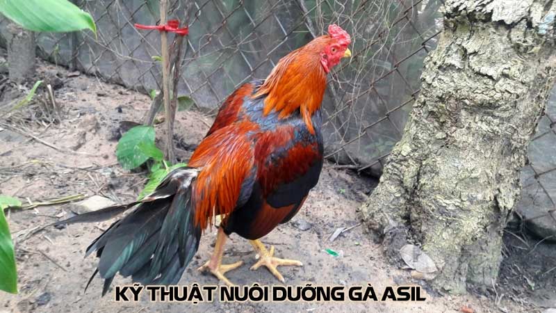 Kỹ thuật nuôi dưỡng gà Asil