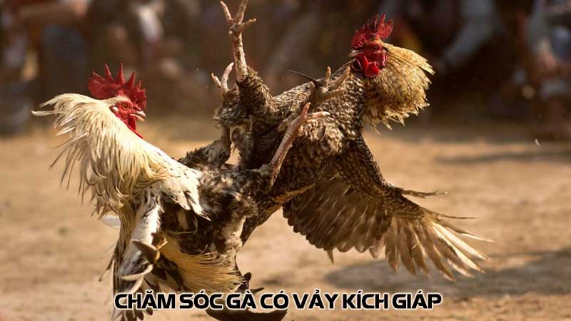 Chăm sóc gà có vảy kích giáp