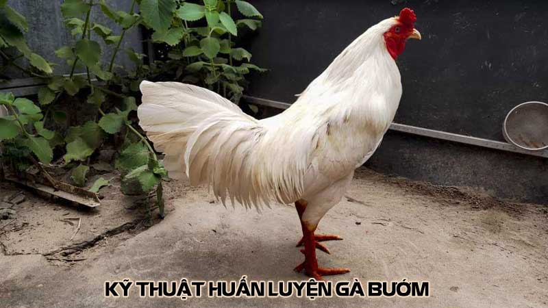 Kỹ thuật huấn luyện gà bướm