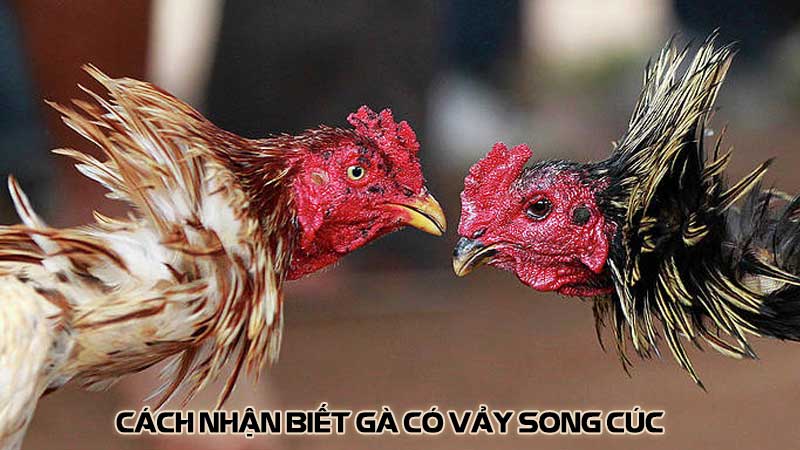 Cách nhận biết gà có vảy song cúc