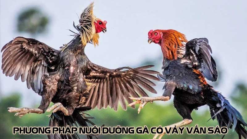 Phương pháp nuôi dưỡng gà có vảy vấn sáo