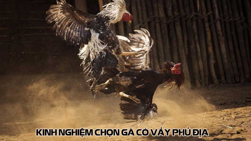 Kinh nghiệm chọn gà có vảy phủ địa