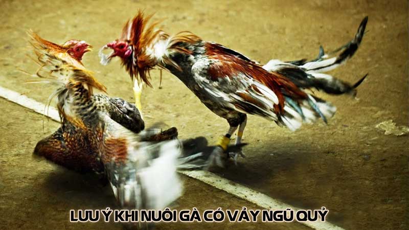 Lưu ý khi nuôi gà có vảy ngũ quỷ