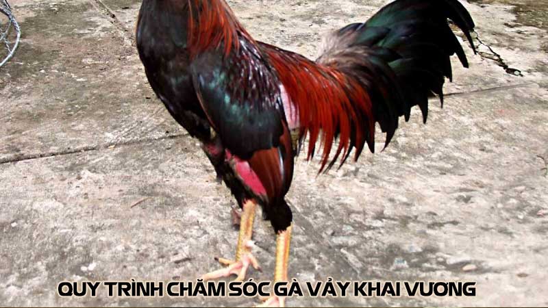 Quy trình chăm sóc gà vảy khai vương