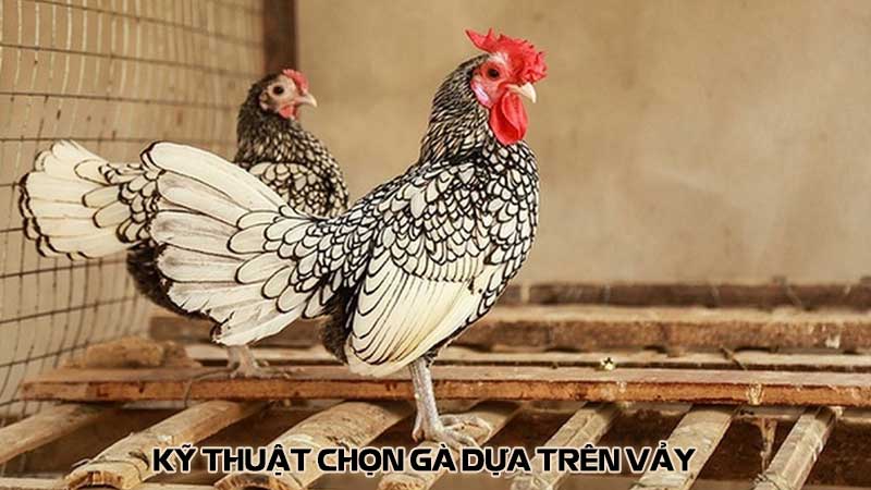 Kỹ thuật chọn gà dựa trên vảy