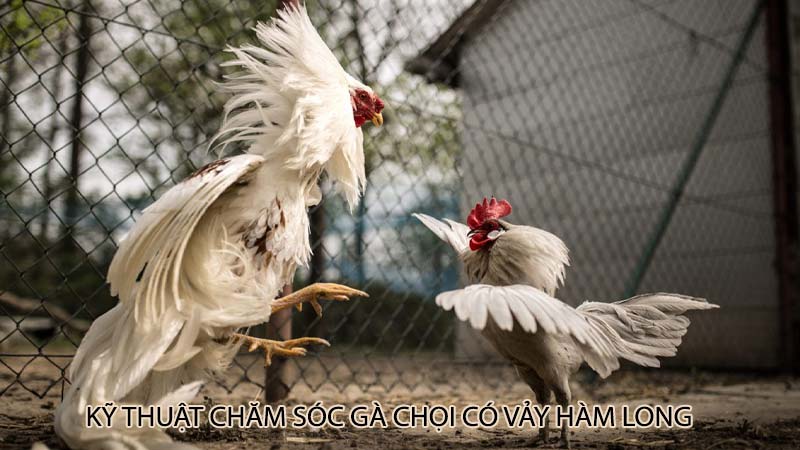 Kỹ thuật chăm sóc gà chọi có vảy hàm long